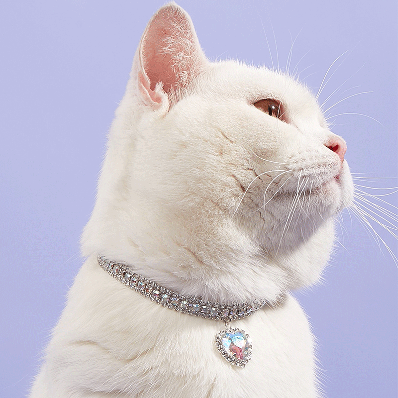 Pet collar dog /cat necklace collar decoration