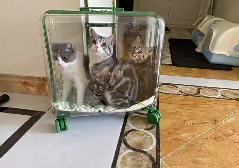 Oversized Clear Pet Trolley Bag for Cats and Dogs