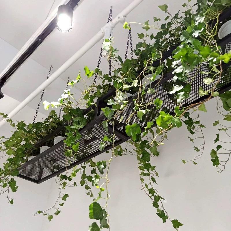 Black Steel Ceiling Hanging Planter
