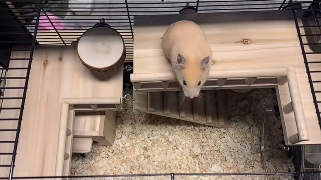 Black Hamster Cage Set Dwarf Hammy Villa Enclosure