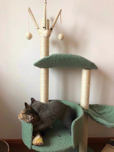 Green Cat Tree Condo Multi Level Play Toy