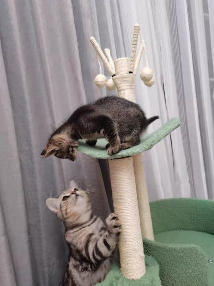 Green Cat Tree Condo Multi Level Play Toy