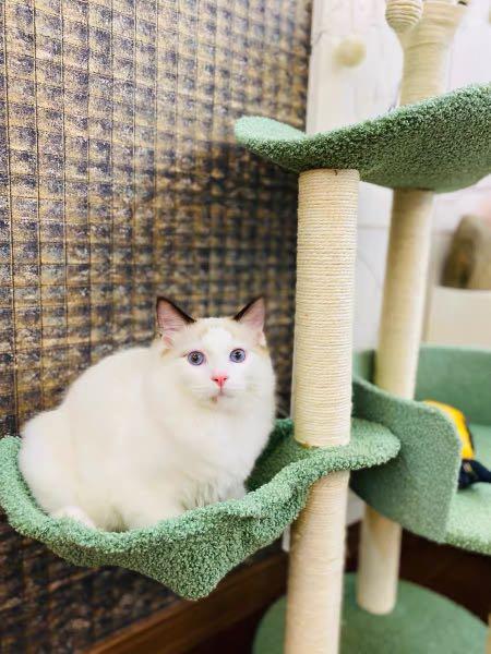 Green Cat Tree Condo Multi Level Play Toy