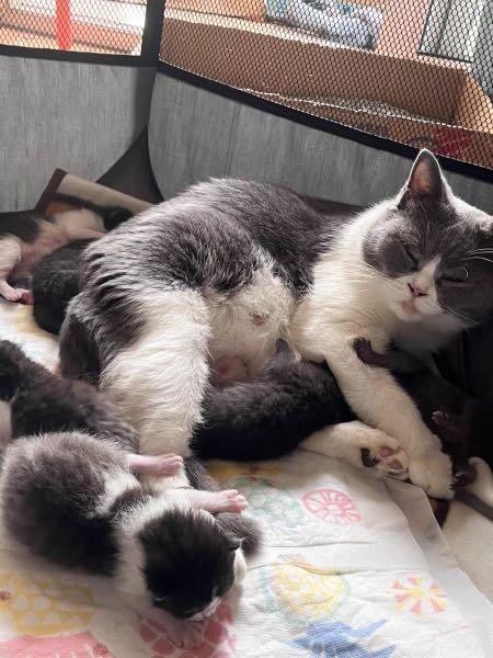 Oxford Grey Canvas Playpen Foldable Cat Tent