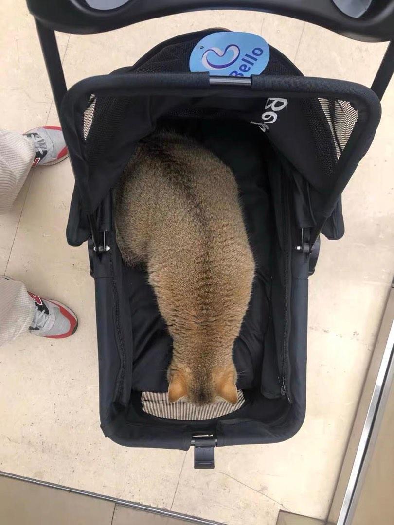 Pet Expo Stroller Dog Trolley Pram Cat Car Detachable