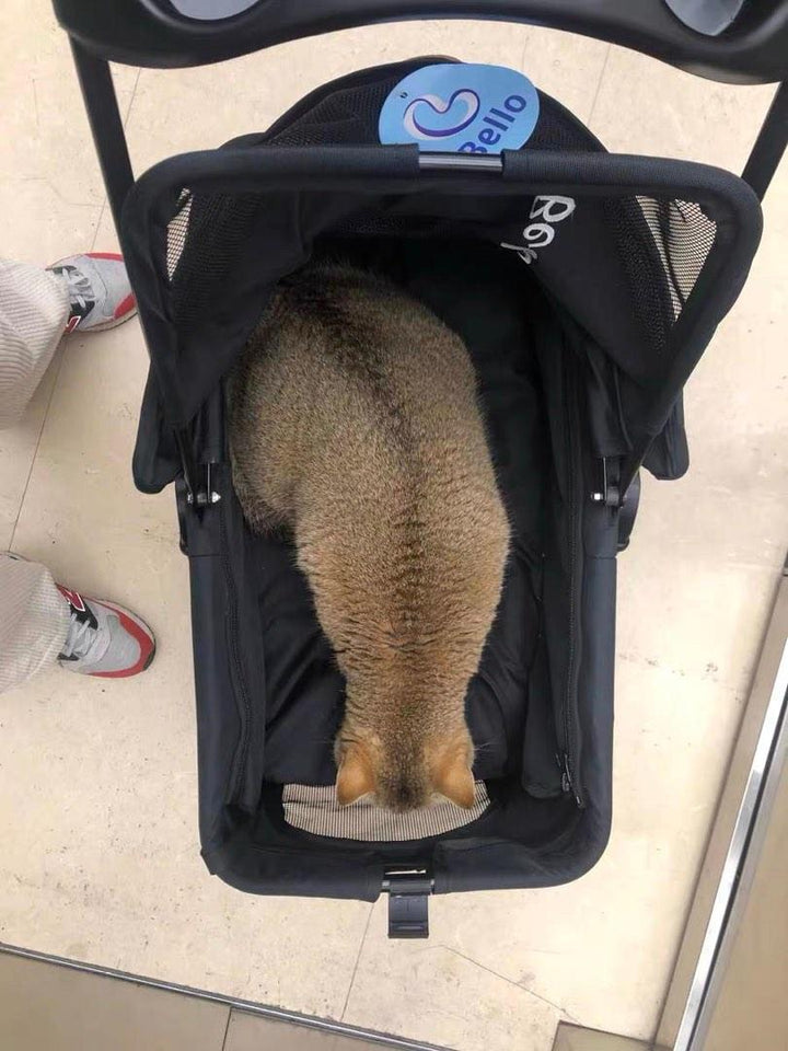 Pet Expo Stroller Dog Trolley Pram Cat Car Detachable