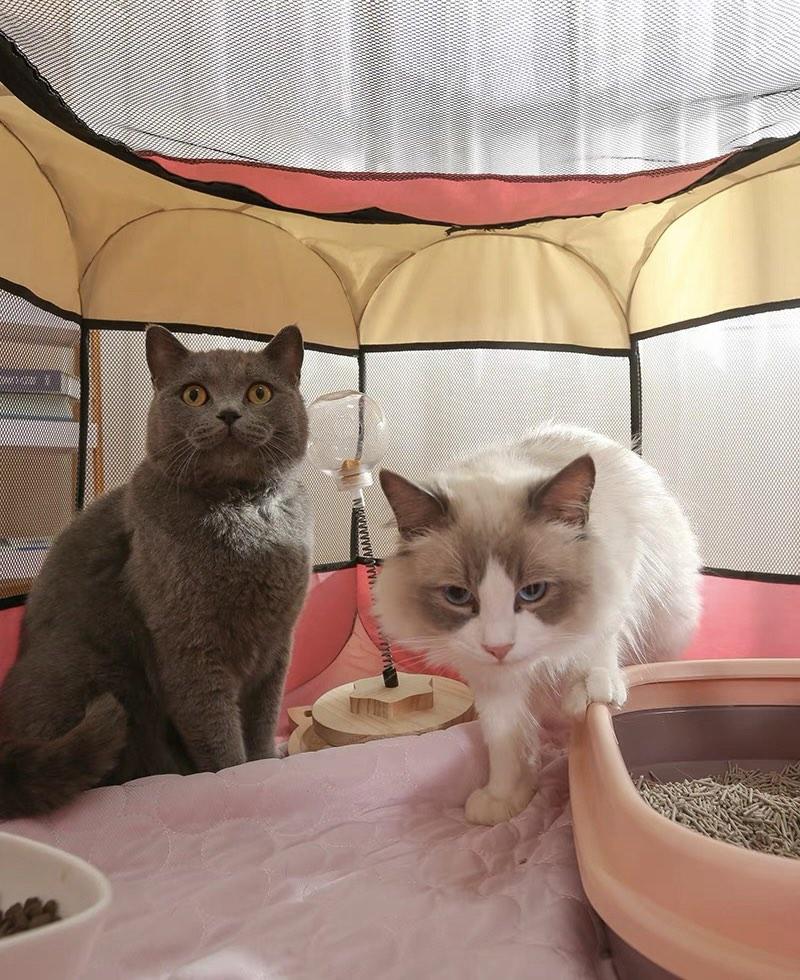 Pink Cat Kitten Playroom Pet Tent Collapsible Foldable