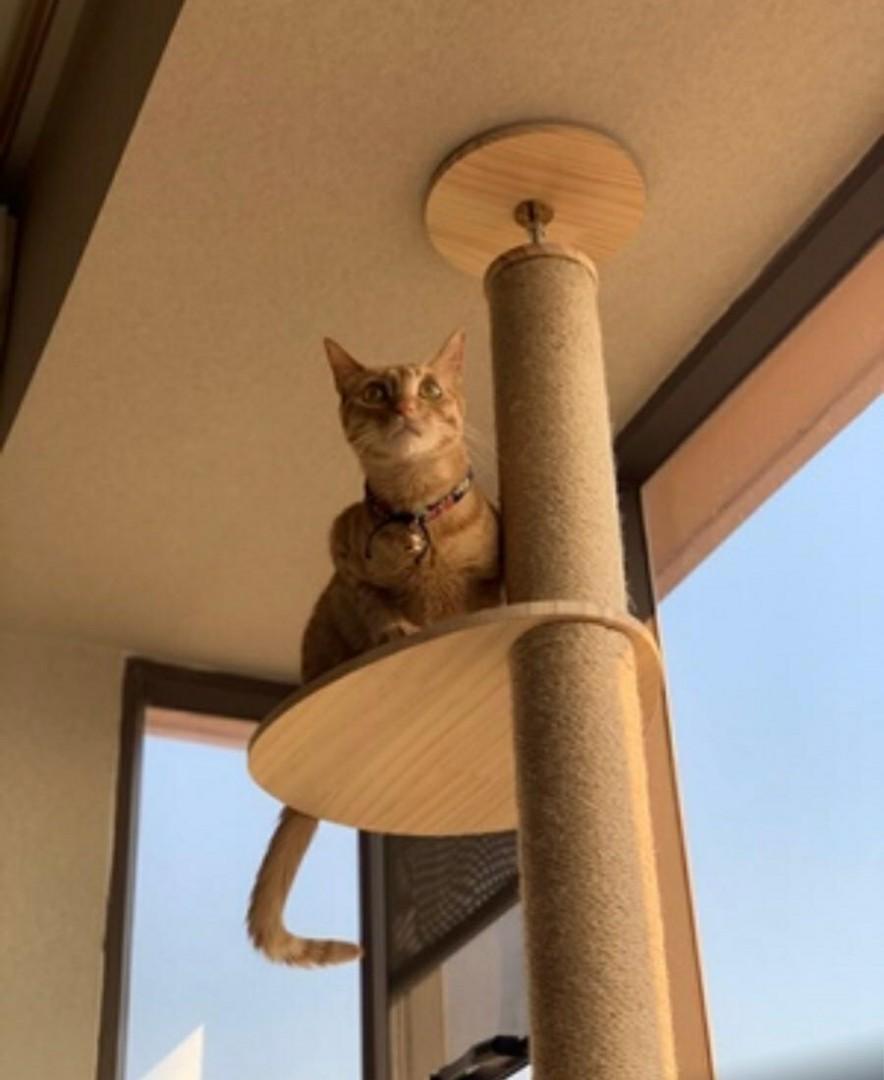 Solid Wood Cat Tower Pole Scratcher Condo