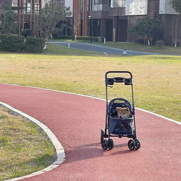 Pet Stroller Dog/Cat Stroller Cat Training Outdoor