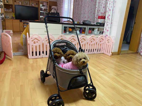 Pet Stroller Dog/Cat Stroller Cat Training Outdoor