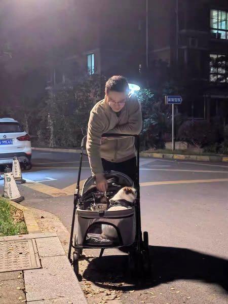 Pet Stroller Dog/Cat Stroller Cat Training Outdoor